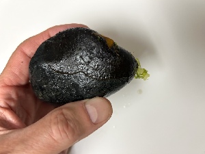  (Ralfsiacean_GWS6 - GWS050050)  @11 [ ] Unspecified (default): All Rights Reserved  Unspecified Unspecified