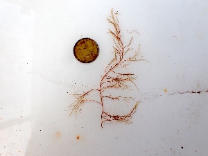  (Desmarestia sp. 1Arctic - GWS050069)  @11 [ ] Unspecified (default): All Rights Reserved  Unspecified Unspecified