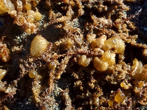  (Soranthera sp. 2GWS - GWS050433)  @11 [ ] Unspecified (default): All Rights Reserved  Unspecified Unspecified