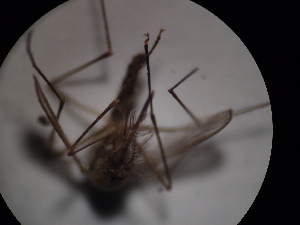  ( - NIBGE DIP-00373)  @12 [ ] CreativeCommons - Attribution Non-Commercial Share-Alike (2010) Muhammad Ashfaq National Institute for Biotechnology and Genetic Engineering Faisalabad Pakistan