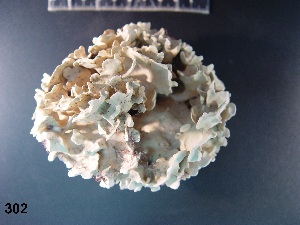  (Lithophyllum sp. 2CPVP - CPVP-302)  @11 [ ] Unspecified (default): All Rights Reserved  Unspecified Unspecified