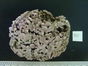  (Lithophyllum sp. 1CPVP - CPVP-965)  @11 [ ] Unspecified (default): All Rights Reserved  Unspecified Unspecified