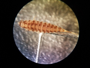  (Necterosoma undecimlineatum - V21 S1 DJW59)  @11 [ ] No Rights Reserved (2018) Eddie Tsyrlin The University of Melbourne