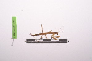  ( - LopeMAN14-108)  @12 [ ] CreativeCommons - Attribution Non-Commercial Share-Alike (2014) Nicolas Moulin Nicolas Moulin entomologie