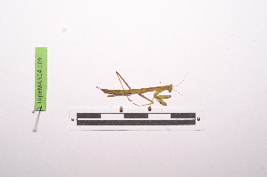  ( - LopeMAN14-109)  @12 [ ] CreativeCommons - Attribution Non-Commercial Share-Alike (2014) Nicolas Moulin Nicolas Moulin entomologie