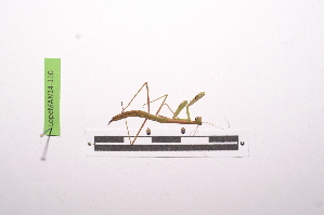  ( - LopeMAN14-110)  @12 [ ] CreativeCommons - Attribution Non-Commercial Share-Alike (2014) Nicolas Moulin Nicolas Moulin entomologie