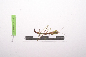  ( - LopeMAN14-111)  @12 [ ] CreativeCommons - Attribution Non-Commercial Share-Alike (2014) Nicolas Moulin Nicolas Moulin entomologie