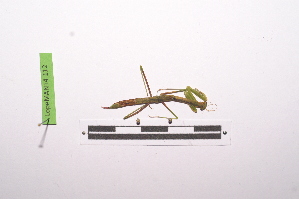  ( - LopeMAN14-112)  @12 [ ] CreativeCommons - Attribution Non-Commercial Share-Alike (2014) Nicolas Moulin Nicolas Moulin entomologie