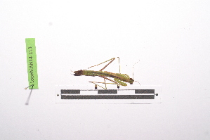  ( - LopeMAN14-113)  @12 [ ] CreativeCommons - Attribution Non-Commercial Share-Alike (2014) Nicolas Moulin Nicolas Moulin entomologie