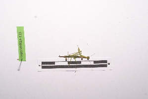  ( - LopeMAN14-123)  @12 [ ] CreativeCommons - Attribution Non-Commercial Share-Alike (2014) Nicolas Moulin Nicolas Moulin entomologie