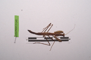  ( - LopeMAN14-142)  @12 [ ] CreativeCommons - Attribution Non-Commercial Share-Alike (2014) Nicolas Moulin Nicolas Moulin entomologie