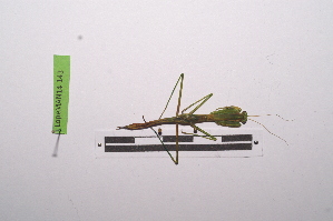  ( - LopeMAN14-143)  @12 [ ] CreativeCommons - Attribution Non-Commercial Share-Alike (2014) Nicolas Moulin Nicolas Moulin entomologie