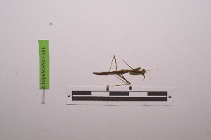  ( - LopeMAN14-161)  @12 [ ] CreativeCommons - Attribution Non-Commercial Share-Alike (2014) Nicolas Moulin Nicolas Moulin entomologie