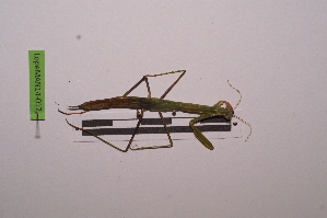  ( - LopeMAN14-017)  @12 [ ] CreativeCommons - Attribution Non-Commercial Share-Alike (2014) Nicolas Moulin Nicolas Moulin entomologie