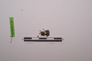  ( - LopeMAN14-185)  @11 [ ] CreativeCommons - Attribution Non-Commercial Share-Alike (2014) Nicolas Moulin Nicolas Moulin entomologie