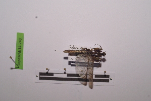  ( - LopeMAN14-240)  @11 [ ] CreativeCommons - Attribution Non-Commercial Share-Alike (2014) Nicolas Moulin Nicolas Moulin entomologie