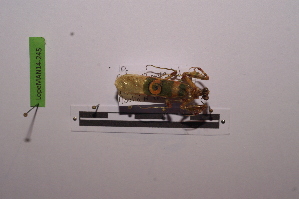  ( - LopeMAN14-245)  @11 [ ] CreativeCommons - Attribution Non-Commercial Share-Alike (2014) Nicolas Moulin Nicolas Moulin entomologie