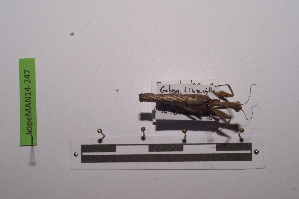  ( - LopeMAN14-247)  @11 [ ] CreativeCommons - Attribution Non-Commercial Share-Alike (2014) Nicolas Moulin Nicolas Moulin entomologie