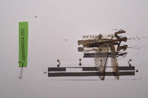  ( - LopeMAN14-251)  @11 [ ] CreativeCommons - Attribution Non-Commercial Share-Alike (2014) Nicolas Moulin Nicolas Moulin entomologie