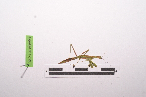  ( - LopeMAN14-029)  @12 [ ] CreativeCommons - Attribution Non-Commercial Share-Alike (2014) Nicolas Moulin Nicolas Moulin entomologie