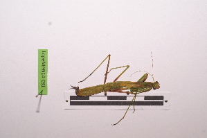  ( - LopeMAN14-031)  @12 [ ] CreativeCommons - Attribution Non-Commercial Share-Alike (2014) Nicolas Moulin Nicolas Moulin entomologie