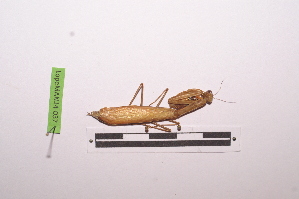 ( - LopeMAN14-037)  @12 [ ] CreativeCommons - Attribution Non-Commercial Share-Alike (2014) Nicolas Moulin Nicolas Moulin entomologie