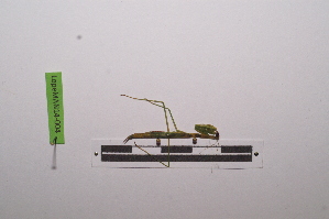  ( - LopeMAN14-004)  @12 [ ] CreativeCommons - Attribution Non-Commercial Share-Alike (2014) Nicolas Moulin Nicolas Moulin entomologie