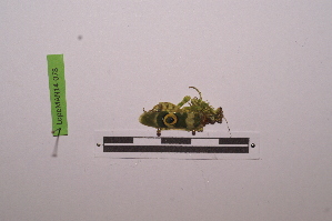  ( - LopeMAN14-078)  @12 [ ] CreativeCommons - Attribution Non-Commercial Share-Alike (2014) Nicolas Moulin Nicolas Moulin entomologie