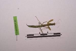  ( - LopeMAN14-085)  @12 [ ] CreativeCommons - Attribution Non-Commercial Share-Alike (2014) Nicolas Moulin Nicolas Moulin entomologie