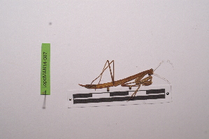  ( - LopeMAN14-087)  @12 [ ] CreativeCommons - Attribution Non-Commercial Share-Alike (2014) Nicolas Moulin Nicolas Moulin entomologie