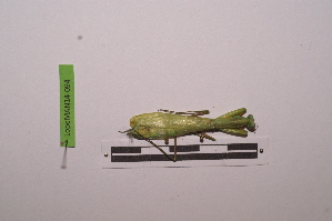  ( - LopeMAN14-094)  @12 [ ] CreativeCommons - Attribution Non-Commercial Share-Alike (2014) Nicolas Moulin Nicolas Moulin entomologie