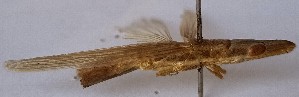  (Mesopsis laticornis - RS-USJ-0076)  @11 [ ] CreativeCommons-Attribution Non-Commercial Share-Alike (2021) R. Sultana University of Sindha Jamshoro