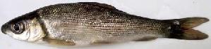  ( - CHA1711)  @11 [ ] Copyright (2015) PHCDBS Paul Hebert Centre for DNA Barcoding and Biodiversity Studies