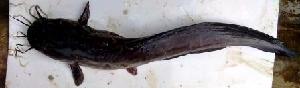 ( - CHK1591)  @11 [ ] Copyright (2015) PHCDBS Paul Hebert Centre for DNA Barcoding and Biodiversity Studies