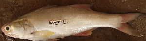  ( - MAHN134)  @11 [ ] Copyright (2018) PHCDBS Paul Hebert Centre For DNA Barcoding and Biodiversity Studies