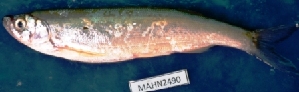  ( - MAHN2490)  @11 [ ] Copyright (2018) PHCDBS Paul Hebert Centre For DNA Barcoding & Biodiversity Studies