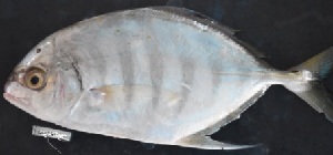 ( - CUT1493)  @11 [ ] Copyright (2020) PHCDBS Paul Hebert Centre for DNA Barcoding and Biodiversity Studies