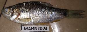  ( - MAHN2003)  @11 [ ] Copyright (2019) PHCDBS Paul Hebert Centre for DNA Barcoding and Biodiversity studies
