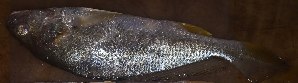  ( - MAHN2071)  @11 [ ] Copyright (2019) PHCDBS Paul Hebert Centre for DNA Barcoding and Biodiversity studies