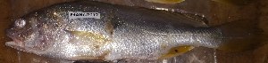  ( - MAHN2072)  @11 [ ] Copyright (2019) PHCDBS Paul Hebert Centre for DNA Barcoding and Biodiversity studies