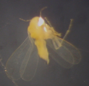  ( - NIBGE HEM-00703)  @12 [ ] CreativeCommons - Attribution Non-Commercial Share-Alike (2012) Muhammad Ashfaq National Institute for Biotechnology and Genetic Engineering Faisalabad Pakistan