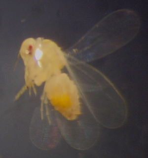  ( - NIBGE HEM-00706)  @12 [ ] CreativeCommons - Attribution Non-Commercial Share-Alike (2012) Muhammad Ashfaq National Institute for Biotechnology and Genetic Engineering Faisalabad Pakistan