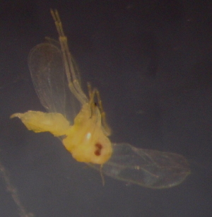  ( - NIBGE HEM-00710)  @12 [ ] CreativeCommons - Attribution Non-Commercial Share-Alike (2012) Muhammad Ashfaq National Institute for Biotechnology and Genetic Engineering Faisalabad Pakistan