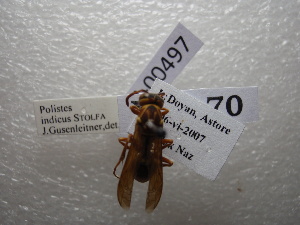  (Polistes indicus - NIBGE HYM-00497)  @11 [ ] CreativeCommons - Attribution Non-Commercial Share-Alike (2011) Muhammad Ashfaq National Institute for Biotechnology and Genetic Engineering Faisalabad Pakistan