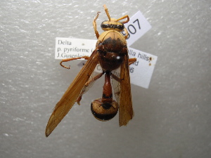  (Delta pyriforme - NIBGE HYM-00507)  @13 [ ] CreativeCommons - Attribution Non-Commercial Share-Alike (2011) Muhammad Ashfaq National Institute for Biotechnology and Genetic Engineering Faisalabad Pakistan