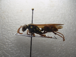  ( - NIBGE HYM-01591)  @13 [ ] CreativeCommons - Attribution Non-Commercial Share-Alike (2013) S. Mirza National Institute for Biotechnology and Genetic Engineering Faisalabad Pakistan