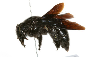  (Xylocopa iridipennis - NIBGE IMB-00104)  @14 [ ] CreativeCommons - Attribution Non-Commercial (2009) Muhammad Ashfaq, NIBGE Unspecified