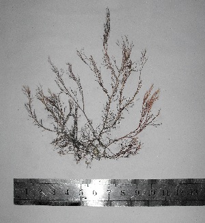  ( - Gauna_335)  @11 [ ] CreativeCommons - Attribution Non-Commercial (2013) Unspecified Universidad Nacional del Sur