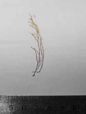  ( - Parodi_327)  @11 [ ] CreativeCommons - Attribution Non-Commercial (2013) Unspecified Universidad Nacional del Sur