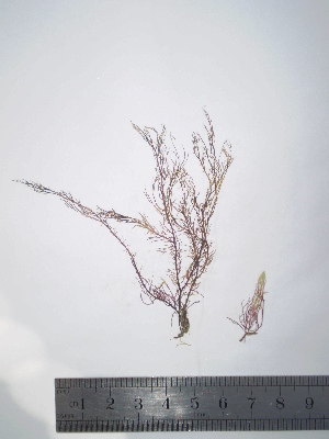  ( - Parodi_330)  @11 [ ] CreativeCommons - Attribution Non-Commercial (2013) Unspecified Universidad Nacional del Sur